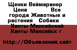 Щенки Веймаранер › Цена ­ 40 000 - Все города Животные и растения » Собаки   . Ханты-Мансийский,Ханты-Мансийск г.